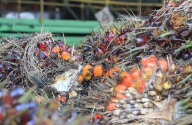 Harga TBS Sawit Sumut Hari Ini 25 Oktober 2024, Tembus Rp3.364,40 per kg