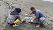 Bangkai Penyu Berukuran Besar Terdampar di Pantai Sodong Cilacap