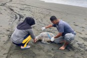 Bangkai Penyu Berukuran Besar Terdampar di Pantai Sodong Cilacap