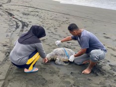 Bangkai Penyu Berukuran Besar Terdampar di Pantai Sodong Cilacap