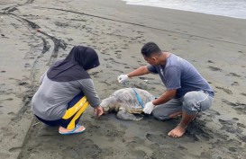 Bangkai Penyu Berukuran Besar Terdampar di Pantai Sodong Cilacap