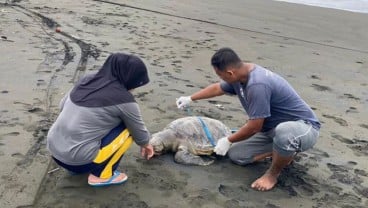 Bangkai Penyu Berukuran Besar Terdampar di Pantai Sodong Cilacap