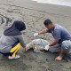 Bangkai Penyu Berukuran Besar Terdampar di Pantai Sodong Cilacap