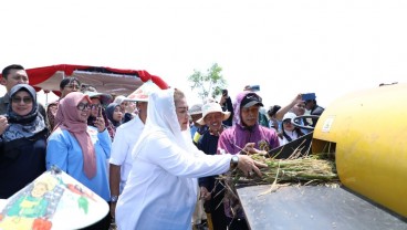 Pemkot Semarang Dorong Budidaya Padi Biosalin