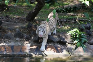 Koleksi Satwa Baru Harimau Benggala Putih di KBS