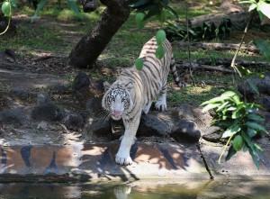 Koleksi Satwa Baru Harimau Benggala Putih di KBS