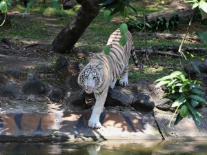 Harimau benggala putih berjenis kelamin betina yang berumur satu tahun tersebut menjadi koleksi satwa baru langka di Kebun Binatang Surabaya.