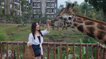 Sensasi Menginap di Hotel Baobab Serasa di Alam Liar