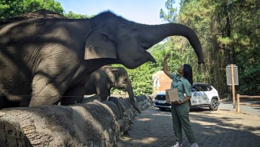 Menikmati Asyiknya Feeding Gajah dan Jerapah di Taman Safari Prigen
