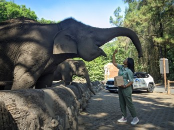 Menikmati Asyiknya Feeding Gajah dan Jerapah di Taman Safari Prigen