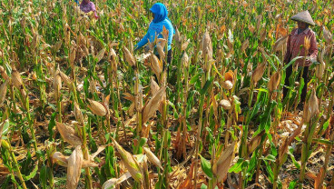 Kementerian Pertanian Targetkan Produksi Jagung Mencapai 16,68 Juta Ton Pada 2025