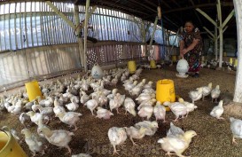 Akhir Oktober: Harga Mayoritas Pangan di Cirebon Stabil, Kecuali Daging Ayam Ras Segar