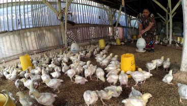 Akhir Oktober: Harga Mayoritas Pangan di Cirebon Stabil, Kecuali Daging Ayam Ras Segar