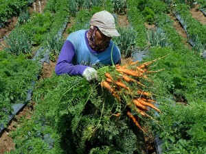 Harga Wortel di Banjarnegara Anjlok Hingga Rp300 Per Kilogram