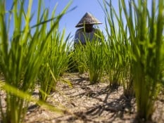 Sawah Mengering di Sumbar, Ratusan Hektare Terancam Gagal Panen