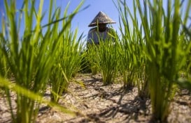 Sawah Mengering di Sumbar, Ratusan Hektare Terancam Gagal Panen