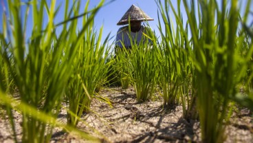 Sawah Mengering di Sumbar, Ratusan Hektare Terancam Gagal Panen