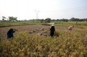 Kemenkeu Siapkan Anggaran untuk Cetak 3 Juta Hektare Sawah