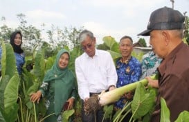 Budi Daya Talas di Sleman Diapresiasi