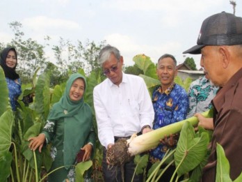 Budi Daya Talas di Sleman Diapresiasi