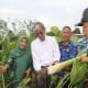 Budi Daya Talas di Sleman Diapresiasi