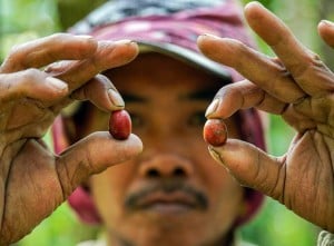 Panen Kopi di Kawasan lereng Gunung Lemongan Jawa Timur