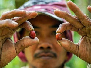 Panen Kopi di Kawasan lereng Gunung Lemongan Jawa Timur