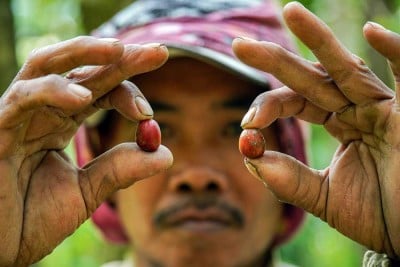 Panen Kopi di Kawasan lereng Gunung Lemongan Jawa Timur