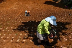 Harga Bawang Merah di Pekan Keempat Oktober Naik 7,81%