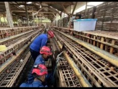 Ular Piton Pemangsa Ternak Ayam Dievakuasi dari Kandang