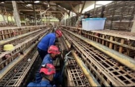 Ular Piton Pemangsa Ternak Ayam Dievakuasi dari Kandang