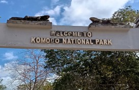 Tarif Masuk Taman Nasional Komodo Naik, Wisman Rp250 per Orang