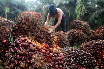 Kans Emiten Perkebunan Sawit Astra Agro (AALI) kala Profitabilitas Terjaga