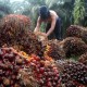 Kans Emiten Perkebunan Sawit Astra Agro (AALI) kala Profitabilitas Terjaga