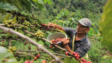 Produksi Kopi di Sumbar Meningkat Pangsa Pasar Semakin Luas