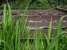 5 Manfaat Berkebun Bagi Kesehatan Mental