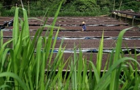 5 Manfaat Berkebun Bagi Kesehatan Mental