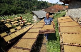 Aturan Kemasan Polos, Ini Risikonya Buat Industri Tembakau