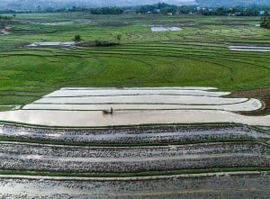 BPS Mencatat Nilai Tukar Petani Provinsi Sulawesi Selatan Pada Oktober Meningkat 0,27%