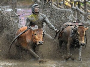 Ajang Tradisi Pacu Jawi di Sumatra Barat Kembali Digelar Setiap Minggu