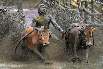 Ajang Tradisi Pacu Jawi di Sumatra Barat Kembali Digelar Setiap Minggu