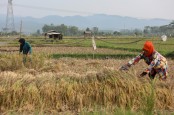 Airlangga Blak-blakan soal Aturan Pemutihan Utang Petani & Nelayan