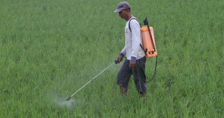 Petani melakukan penyemprotan anti hama terhadap tanaman padi yang baru ditanama di Kabupaten Takalar, Sulawesi Selatan, Kamis (3/10/2024). Bisnis/Paulus Tandi Bone