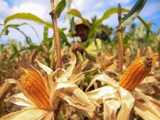 Produksi Jagung Sumbar 801.000 Ton hingga Oktober 2024, Petani Berharap Setop Impor