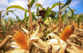 Produksi Jagung Sumbar 801.000 Ton hingga Oktober 2024, Petani Berharap Setop Impor