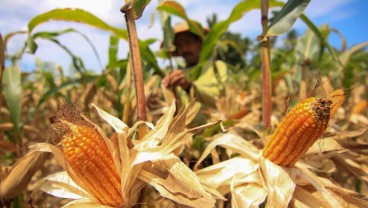 Produksi Jagung Sumbar 801.000 Ton hingga Oktober 2024, Petani Berharap Setop Impor