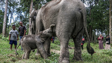 Kelahiran Bayi Gajah Sumatra Di Kampar