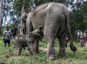 Kelahiran Bayi Gajah Sumatra Di Kampar