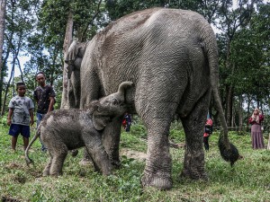 Seekor bayi Gajah Sumatra (Elephas maximus sumatranus) yang baru lahir berada di dekat induknya di Kawasan Taman Wisata Alam Buluh Cina, Kabupaten Kampar, Riau.