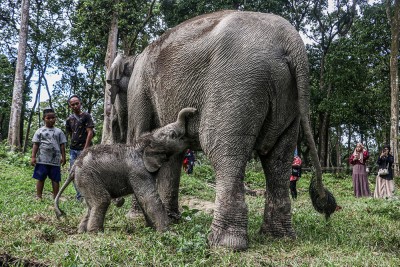 Kelahiran Bayi Gajah Sumatra Di Kampar